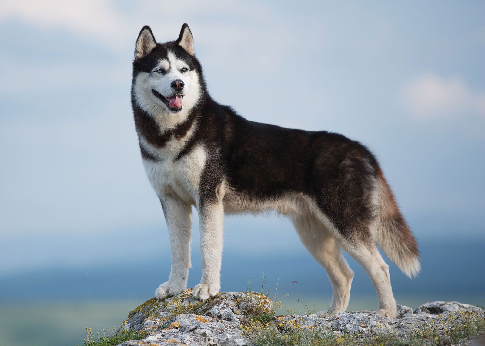 Reverse image search API input - Husky dog