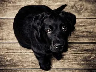 Original dog photograph, 320 by 240 pixels