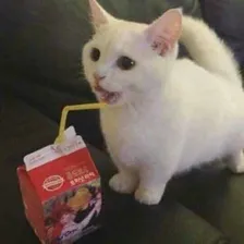 MrWhite