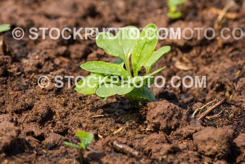 Trees with watermark