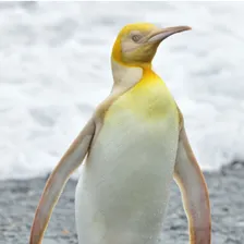 unique penguin